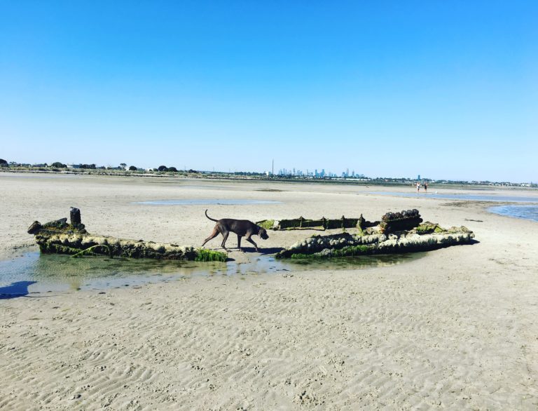 Altona Dog Beach (Burns Reserve) Doggy Friendly Places